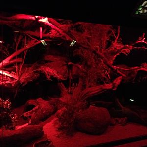 Northern Quoll enclosure