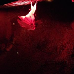 Ghost Bat (Macroderma gigas)