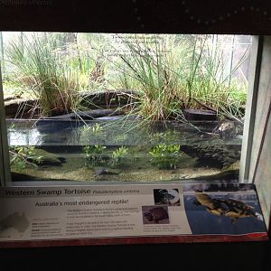 Western Swamp Tortoise enclosure