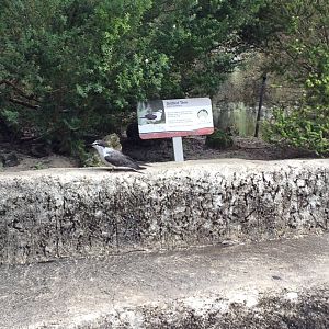 Bridled Tern (Onychoprion anaethetus)