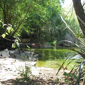 american flamingo exhibit