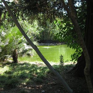 American Flamingo Exhibit