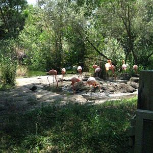 American Flamingo Exhibit
