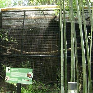 King Vulture Exhibit