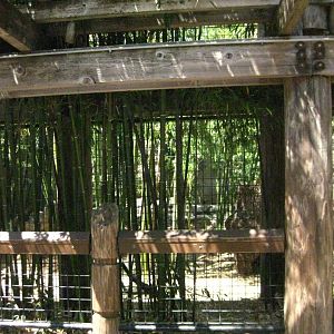 Sumatran Tiger Exhibit