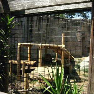African Lion Exhibit