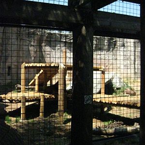 African Lion Exhibit