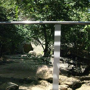 Giant Anteater Exhibit