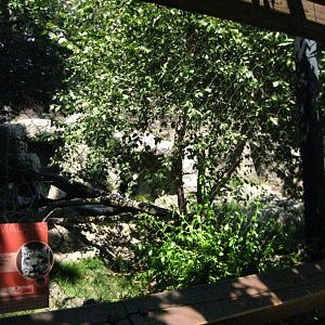 Snow Leopard Exhibit