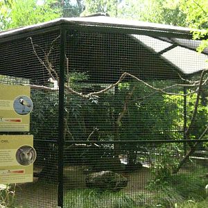 Spur Winged Lapwing/Southern White Faced Owl Exhibit