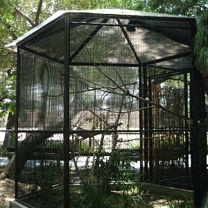 Crested Coua Exhibit
