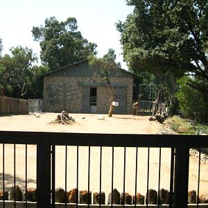 Masai Giraffe/Reticulated Giraffe Exhibit