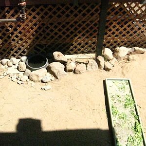 Spur Thighed Tortoise Exhibit