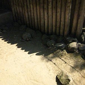 Spur Thighed Tortoise Exhibit