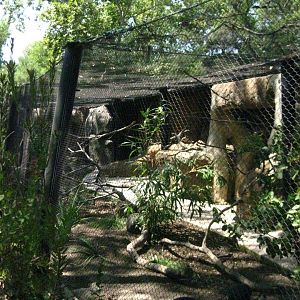 Crested Guineafowl/Straw Colored Fruit Bat Exhibit