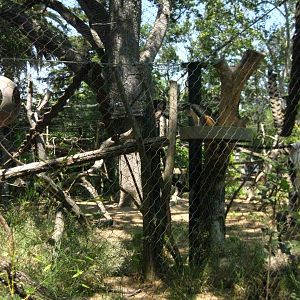 Wolf's Guenon Exhibit