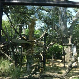 Wolf's Guenon Exhibit