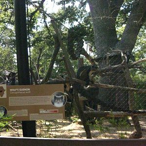 Wolf's Guenon Exhibit and Signage