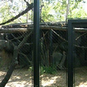 Wolf's Guenon Exhibit