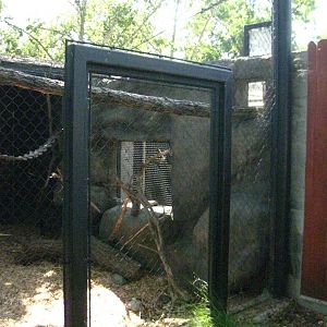 Wolf's Guenon Exhibit