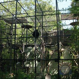 White Handed Gibbon Exhibit