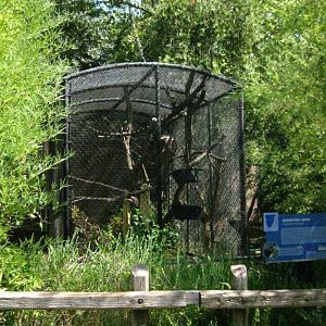 Mongoose Lemur Exhibit