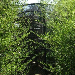Mongoose Lemur Exhibit