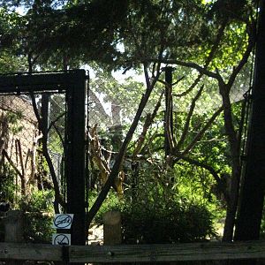 Black and White Ruffed Lemur Exhibit