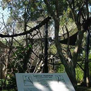 Coquerel's Sifaka Exhibit