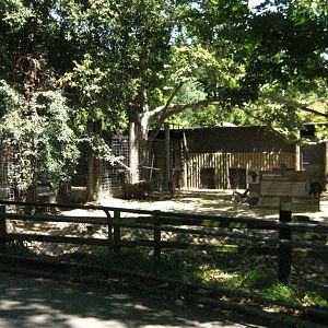 Red River Hog Exhibit # 1