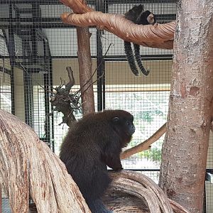 Red titi and White-faced marmosets