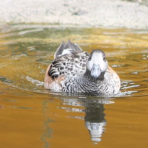 Chiloe wigeon