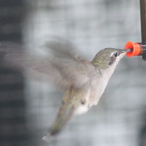 Fork-tailed woodnymph