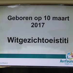 Birth-sign White-faced marmoset