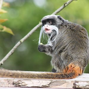 Emperor tamarin