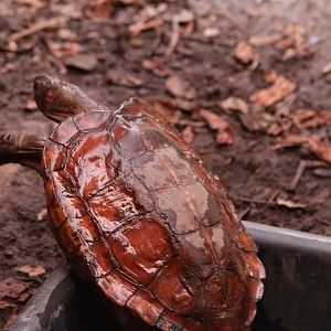 Turtle Trying to Escape from a Bucket