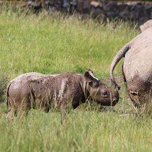 Black Rhino and Calf