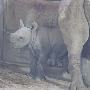 Another Black Rhino Calf
