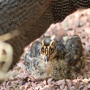 Crested Guineafowl Chick