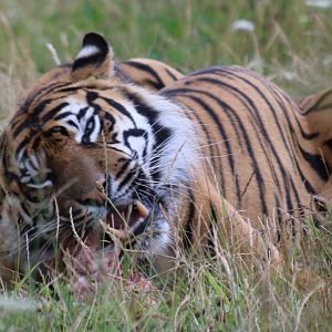 Sumatran Tiger Eating