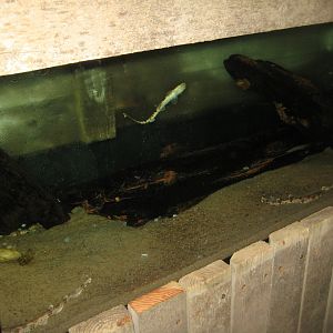 JyllandsAkvariet - Catshark tank