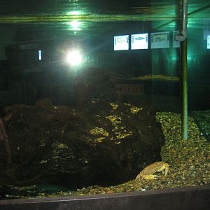 JyllandsAkvariet - Conger tank