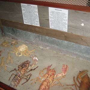 JyllandsAkvariet - Shell exhibition