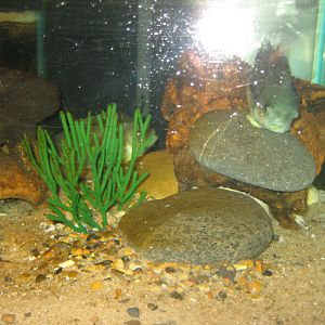 JyllandsAkvariet - Lumpfish tank