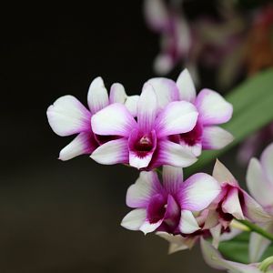 Orchid Species (not sure which?)