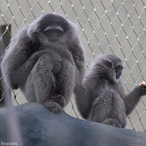 Moloch Gibbon Adult and Youngster in Outdoor Area