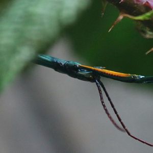 Madagascan Blue Stick Insect