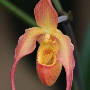 Orchid Labelled as Bulbophyllum carunculatum (but doesn't look like it to me)