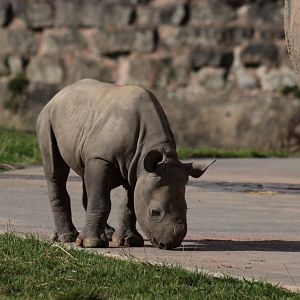 Rhino Calf