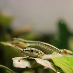 Long-tailed Lizards